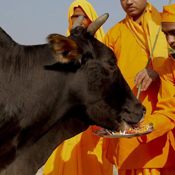 Donate food to Brahmins or cows